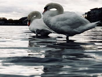 Close-up of swan swimming on lake