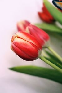 Close-up of red tulip