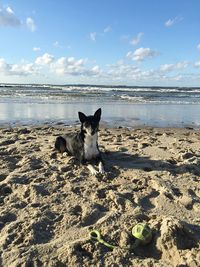 Portrait of dog on beach against sky