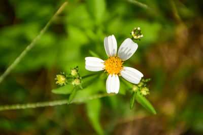 Close-up of white flowering plant