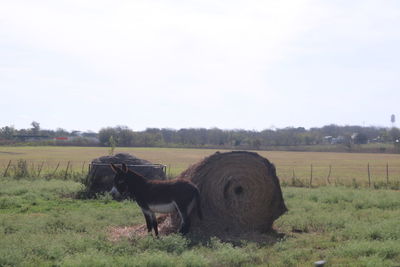 Horse grazing on field against clear sky