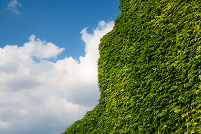 Low angle view of green plants against sky