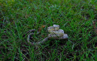 Close-up of grass growing on field