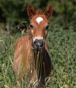 Portrait of a horse on field