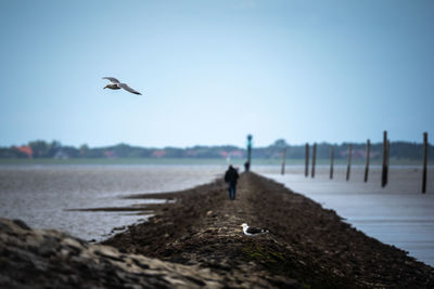 Seagull flying over beach against sky