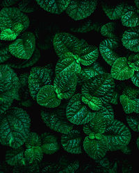 Full frame of green leaves texture background.