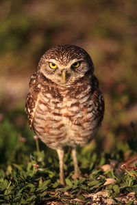 Adult burrowing owl athene cunicularia perched outside its burrow on marco island, florida