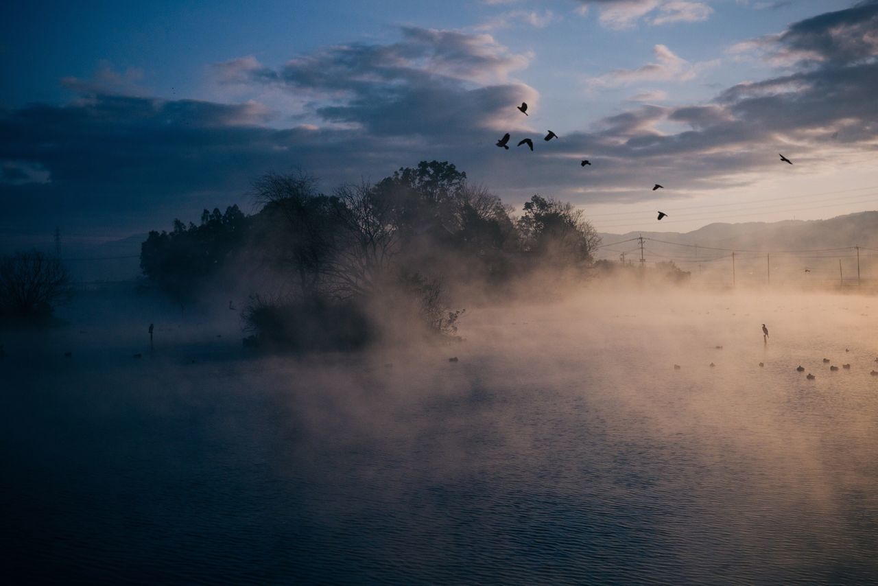 bird, flying, sky, animal themes, animals in the wild, wildlife, cloud - sky, tranquil scene, tranquility, beauty in nature, scenics, nature, tree, silhouette, flock of birds, cloudy, outdoors, idyllic, dusk