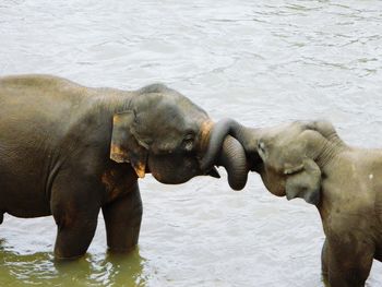 Elephant in water