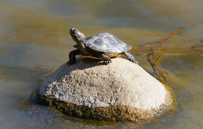 Close-up of lizard on rock in lake