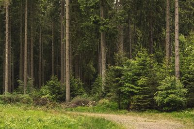 Pine trees in forest