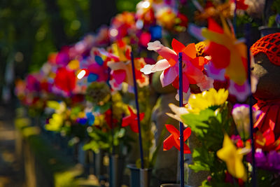 Close-up of pink flowering plants