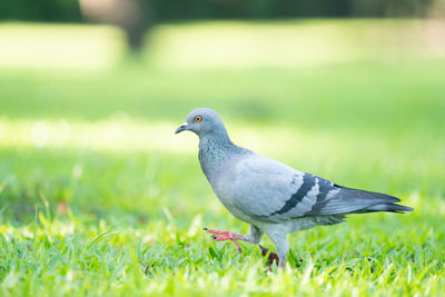 Bird perching on a field