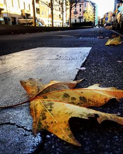 Close-up of dry leaf on street