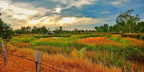 Scenic view of agricultural field against sky