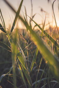 Close-up of crops growing on field against sky