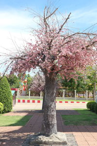 Cherry blossom tree in park