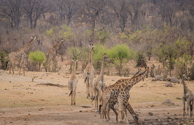 Giraffe in the savanna of in zimbabwe, south africa