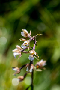 Close-up of white flowering plant