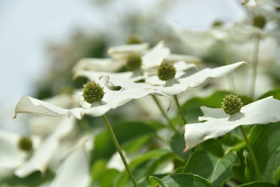 Close-up of white flowering plant