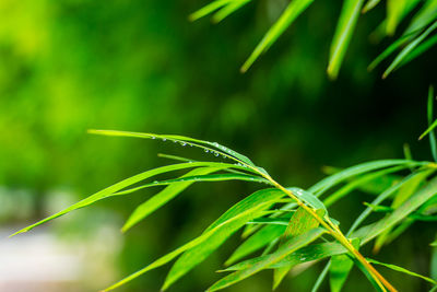 Close-up of fresh green plant bamboo