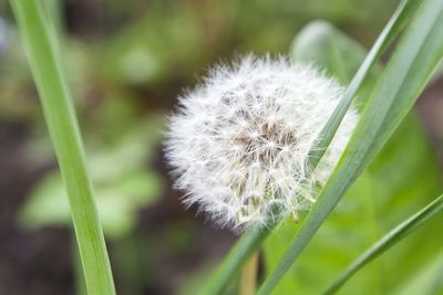 Close-up of dandelion