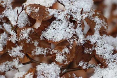 Close-up of autumn leaves in winter