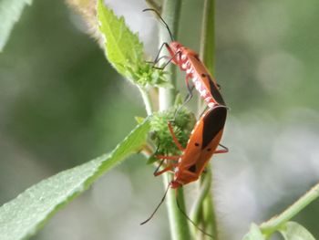 Close-up of butterfly pollinating flower