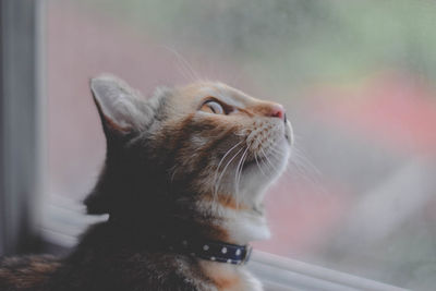 Close-up of cat looking through window