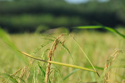 Close-up of wheat growing in farm