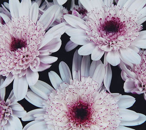 Close-up of white daisy flower