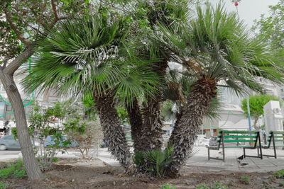 Palm trees against plants