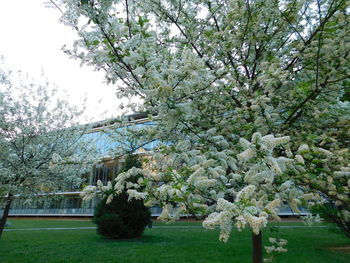 Trees growing in park