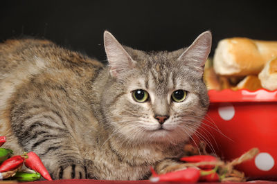 Close-up portrait of a cat