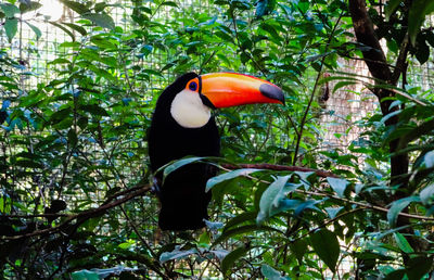 Close-up of bird perching on tree