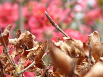 Close-up of dried leaves on plant