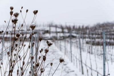 Close-up of snow covered plants on field against sky