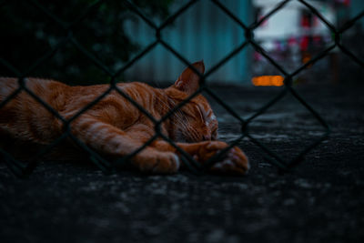 Close-up of a cat sleeping