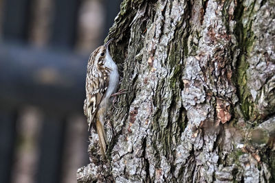 Close-up of lizard on tree trunk