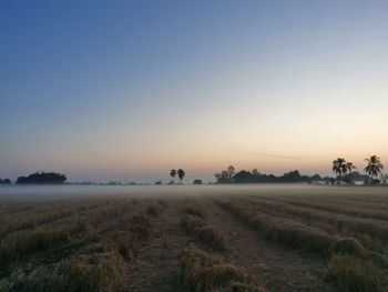 Scenic view of field against clear sky during sunset