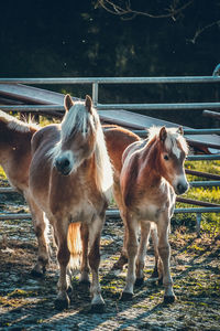 Close up photography of horses