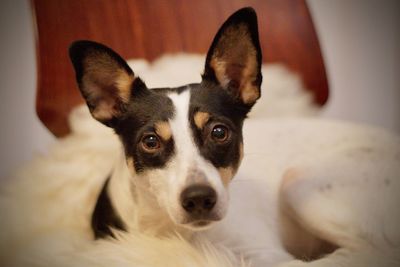 Close-up portrait of dog