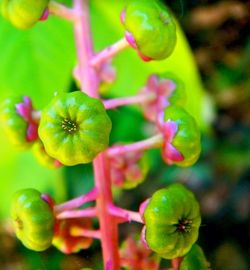 Close-up of plant