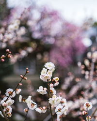 Close-up of cherry blossom