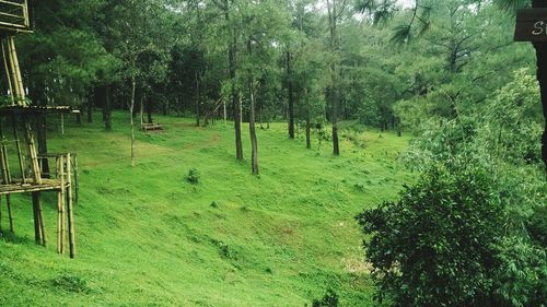 Trees in forest