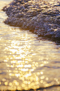 Close-up of turtle in water