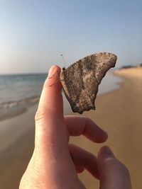 Close-up of hand holding crab on beach against sky