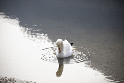 Swan floating on a lake