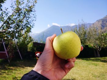 Cropped image of person holding apple against tree