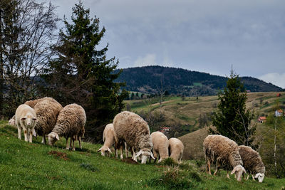 Sheep grazing in a field